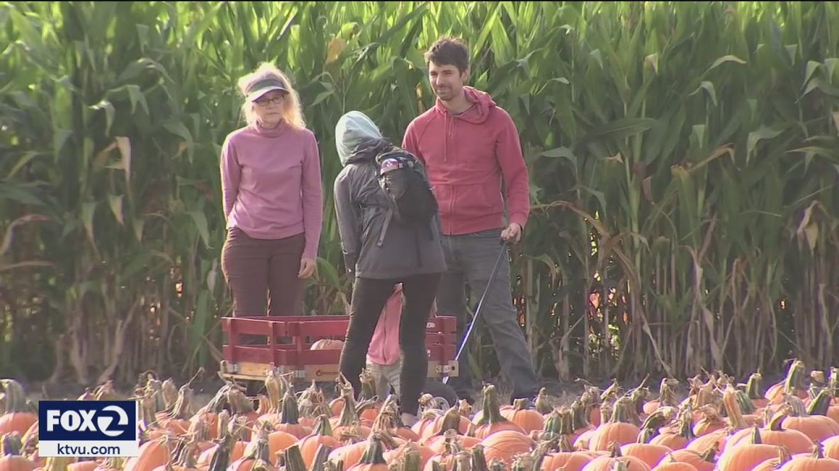 Pumpkin patches in Half Moon Bay feeling drought's impact